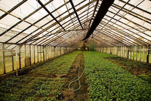 Toutes les méthodes pour protéger du froid ses fruits et légumes de sa serre