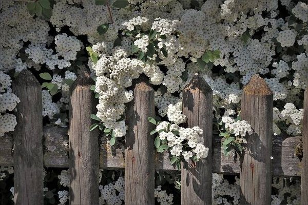 Bienvenue à un jardin vert toute l'année avec des arbustes persistants