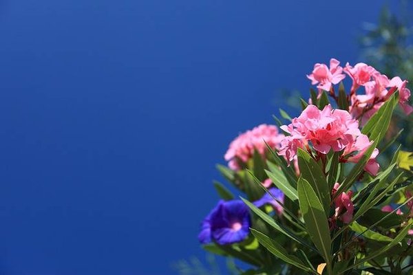 Les Tips D'experts Pour Un Jardinage Réussi