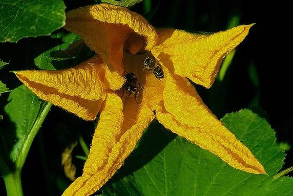 Combattre les maladies et les ravageurs dans le jardin potager - Solutions naturelles et commerciales
