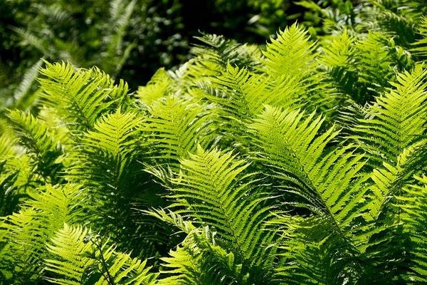 Un Jardin ombragé pour un été frais et agréable