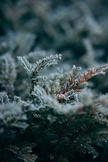 Choisir des plantes qui supportent le froid