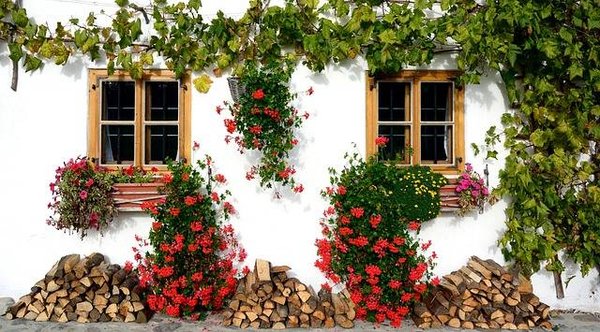 Les plantes grimpantes pour habiller vos murs et pergolas